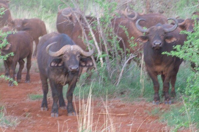 1 Day Red Elephant Safari starting from Diani beach. - Bachuma Gate Morning Safari: When You’re Getting Straight Into Sightings