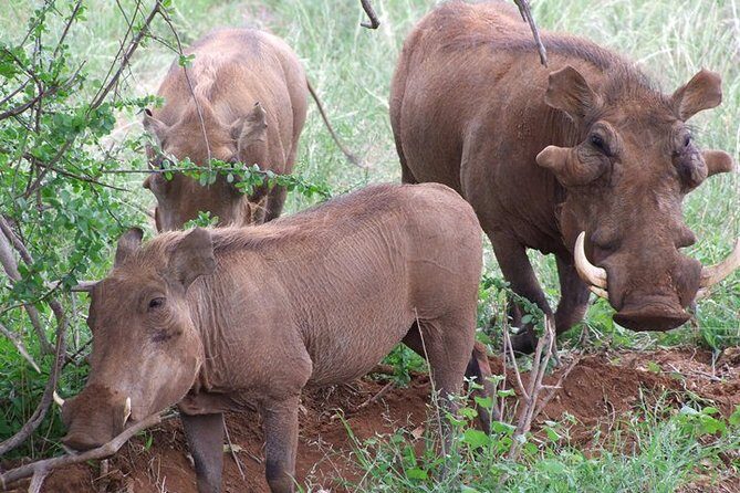 1 Day Red Elephant Safari starting from Diani beach. - Guide, Group Setup, and Easy Tickets: How the Day Stays Manageable