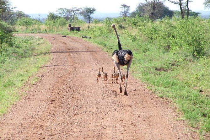 1 Day Red Elephant Safari starting from Diani beach. - Who This Safari From Diani Beach Is Best For