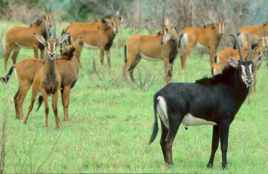 1 day Shimba Hills Tour - Quick hits: what makes this Shimba Hills day work