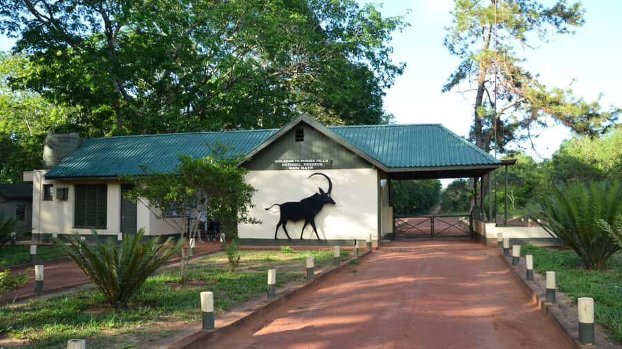 1 day Shimba Hills Tour - What Shimba Hills feels like: rainforest cover changes your safari expectations