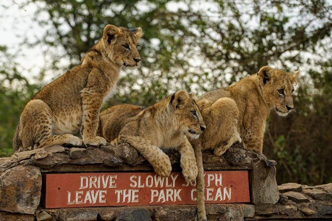 1 Day Tour Nairobi National Park,Giraffe Center&Karen Blixen - Sheldrick Wildlife Trust Nursery: The 11am Elephant Window