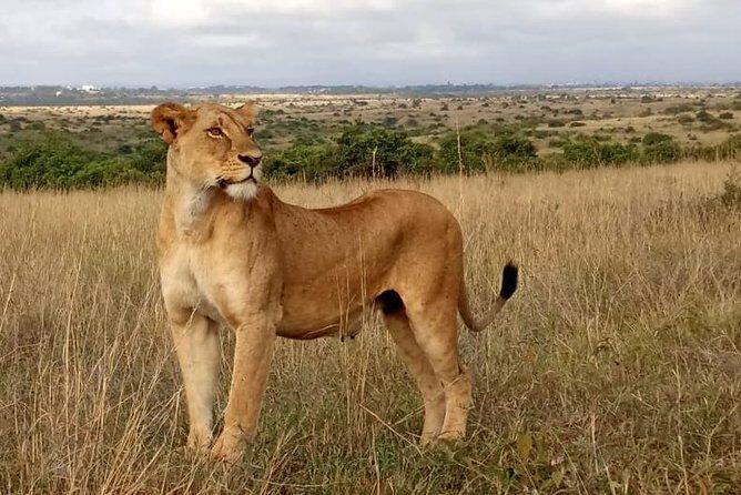 1 Day Tour Nairobi National Park,Giraffe Center&Karen Blixen - Price and Value: Your $46 Plus the Tickets You Must Plan For