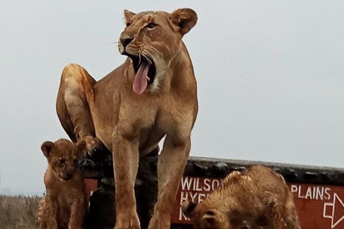 1 Day Tour Nairobi National Park,Giraffe Center&Karen Blixen - Best-Fit Travelers and Things to Watch For