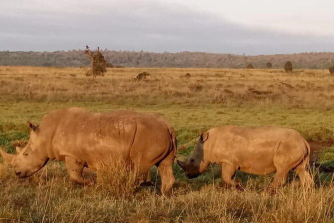 1 Day Tour Nairobi National Park,Giraffe Center&Karen Blixen - Should You Book This Nairobi National Park Tour?