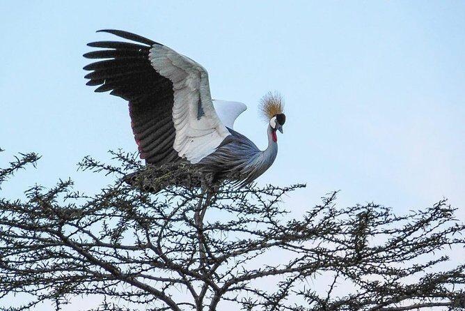 1 Day Tour Nairobi National Park,Giraffe Center&Karen Blixen - FAQ