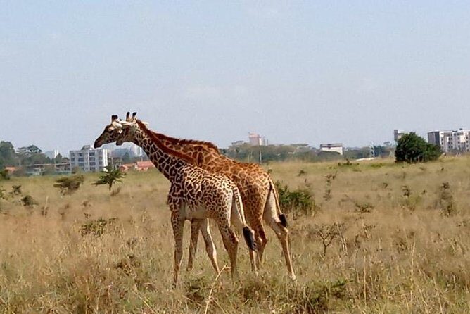1 Day Tour Nairobi National Park,Giraffe Center&Karen Blixen - Giraffe Centre: Turning Nairobi Sightseeing Into Close-Up Encounters
