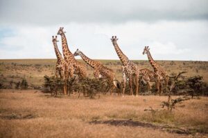 12 Days Best Of Kenya and Tanzania Safari - Luxury - Nairobi arrival: a calm start before the big parks