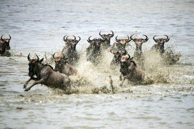 12 Days Best Of Kenya and Tanzania Safari - Luxury - Maasai Mara: luxury lodge time inside the reserve