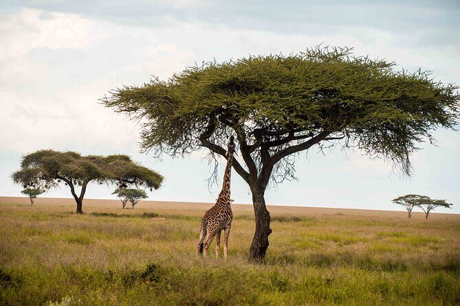 12 Days Best Of Kenya and Tanzania Safari - Luxury - Crossing into Tanzania: the Isebania/Serare border stop