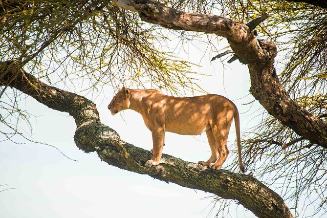 12 Days Best Of Kenya and Tanzania Safari - Luxury - Serengeti: long game-drive days plus a sundowner-style evening