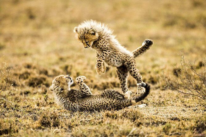 12 Days Best Of Kenya and Tanzania Safari - Luxury - Ngorongoro Crater: crater-floor drive and rim-lodge convenience