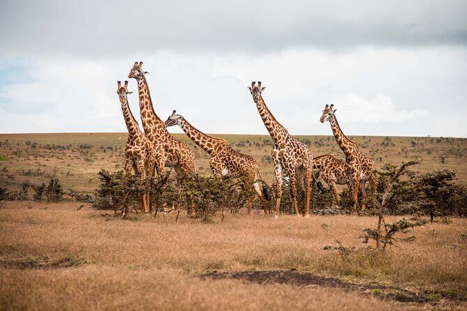12 Days Best Of Kenya and Tanzania Safari - Luxury - Nairobi arrival: a calm start before the big parks
