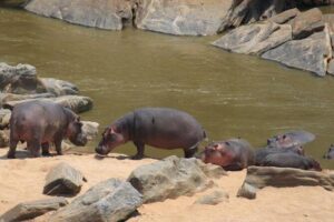 12 Days Kenya and Tanzania Budget Private Safari from Nairobi - Lake Nakuru’s black rhino target: where the Big Five plan gets real