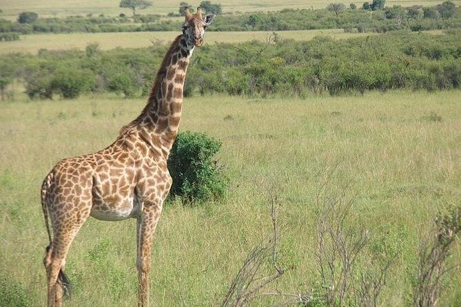 12 Days Kenya and Tanzania Budget Private Safari from Nairobi - Lake Manyara and Tarangire: Rift Wall drama, flamingos, and baobab-country