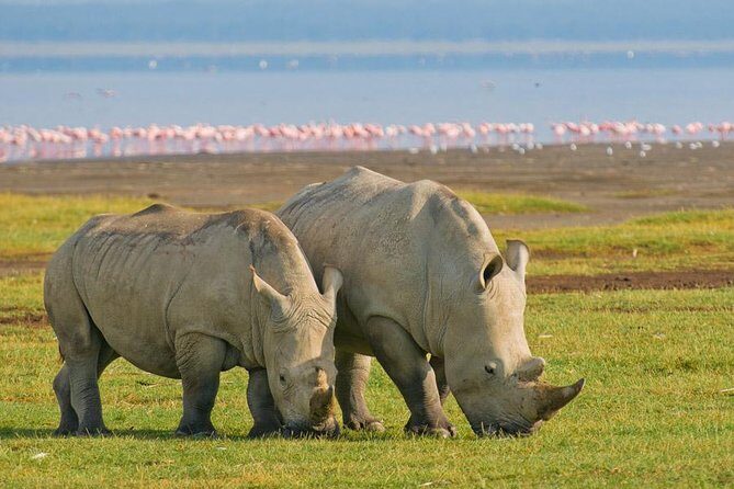 12 days Kenya and Tanzania safari private lodge from Nairobi - How this Kenya-to-Tanzania itinerary stays manageable in 12 days
