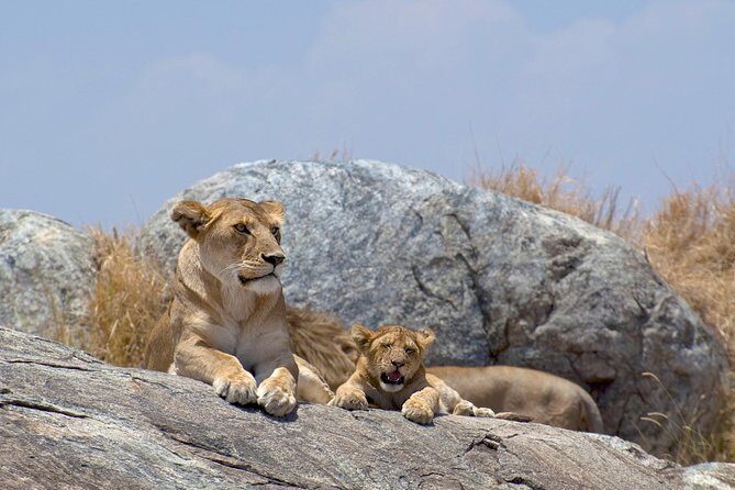 12 Days Kenya & Tanzania Safari Private Lodge Safari from Nairobi - Days 4–5: Maasai Mara—Evening Drives, River Searches, and Optional Balloon Timing