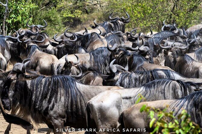 14-Day Serengeti Maasai Mara Amboseli Tarangire Zanzibar - Maasai Mara Game Drives: Big Five Country With Mara River Energy