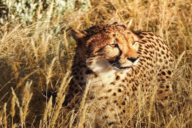 2-Day Private Tour in Masai Mara with Pick Up - Key highlights at a glance