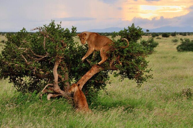 2-Day Private Tour in Masai Mara with Pick Up - Optional Maasai village visit: adding human context without stealing your safari day