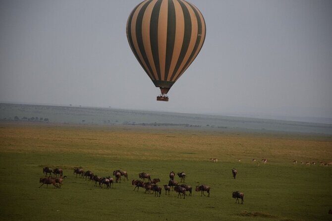 2-Day Private Tour in Masai Mara with Pick Up - Optional Naivasha lunch and the Kiambethu tea-farm detour