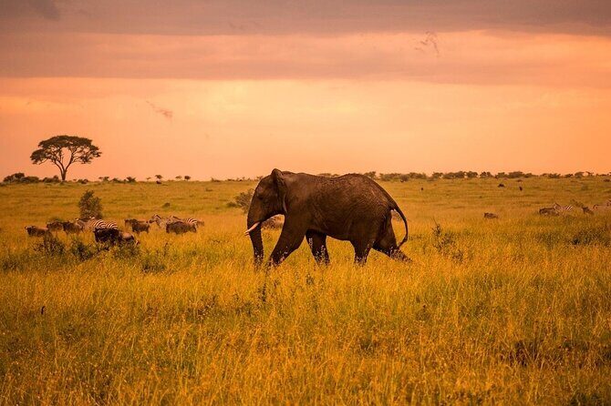 2-Day Private Tour in Masai Mara with Pick Up - Nairobi pickup at 5:00 am: the start that makes or breaks Day 1