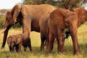 2-Day Safari in Taita Hills from Mombasa - Lunch at Ngutuni Lodge Overlooking a Waterhole
