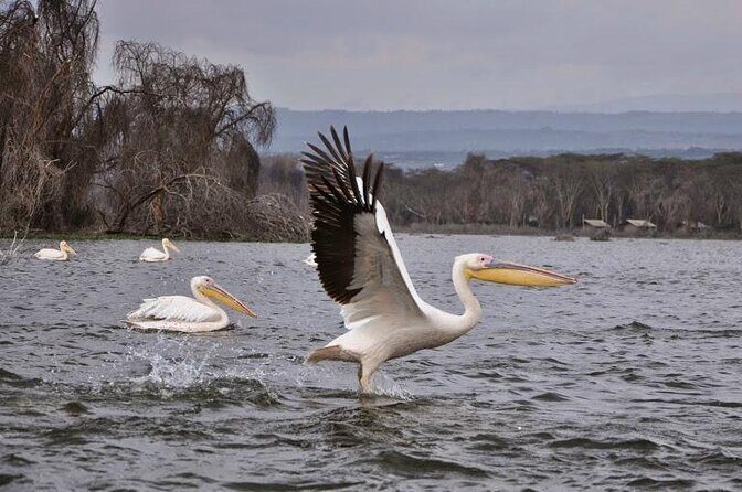 2 Day Tour Lake Nakuru, Hell' s Gate & Lake Naivasha From Nairobi - Key things to know before you go