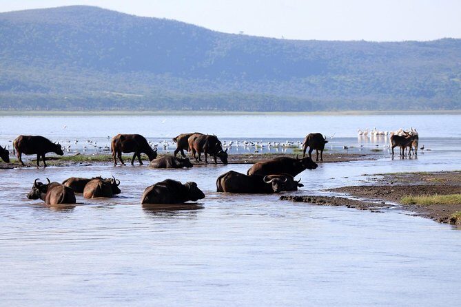 2 Day Tour Lake Nakuru, Hell' s Gate & Lake Naivasha From Nairobi - Why this two-day Rift Valley loop from Nairobi makes sense
