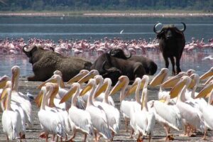 2 Day Tour Lake Nakuru, Hell' s Gate & Lake Naivasha From Nairobi - Lake Naivasha boat ride: hippos, fish eagles, and a calmer pace
