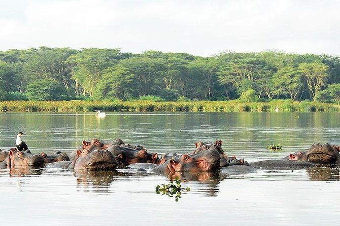 2 Day Tour Lake Nakuru, Hell' s Gate & Lake Naivasha From Nairobi - Comfort, food, and the small-group feel (max 15)