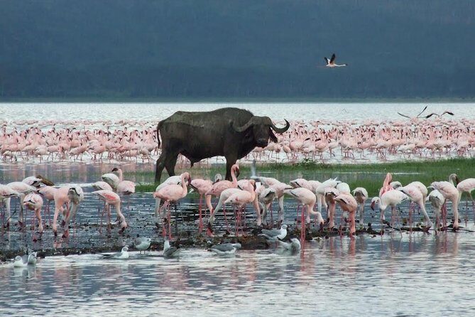 2 Day Tour Lake Nakuru, Hell' s Gate & Lake Naivasha From Nairobi - Wildlife watching tips that will make this easier