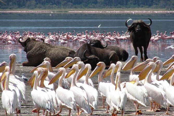 2 Day Tour Lake Nakuru, Hell' s Gate & Lake Naivasha From Nairobi - Lake Naivasha boat ride: hippos, fish eagles, and a calmer pace
