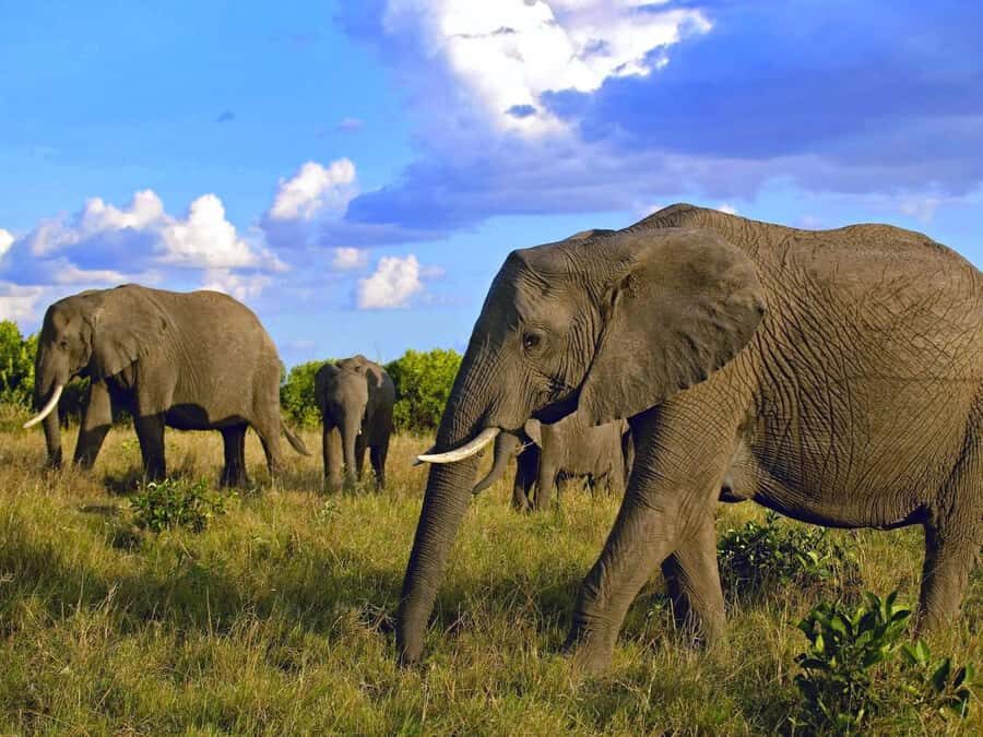 2 Days 1 Night Amboseli Safari - Key Things You’ll Notice Right Away