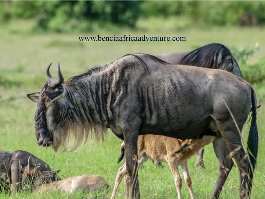 2 Days 1 Night Amboseli Safari - Lodges in Amboseli: Sopa vs Serena vs Sentrim and why meal quality matters