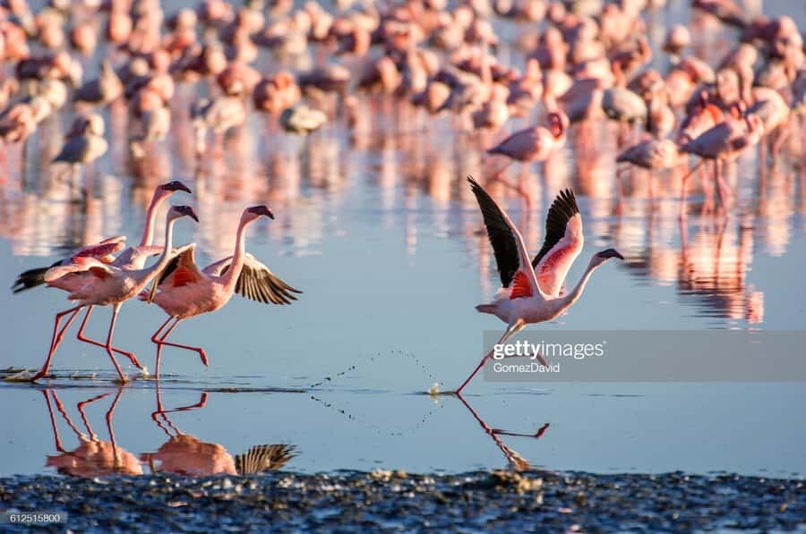 2 Days 1 Night Amboseli Safari - Day 2 early morning drive: why this is where luck improves