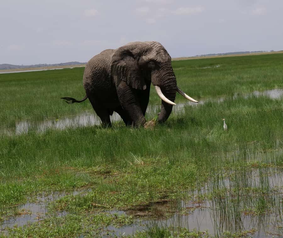2 Days 1 Night Amboseli Safari - Wildlife on the ground: what you’ll likely see, and what can be harder