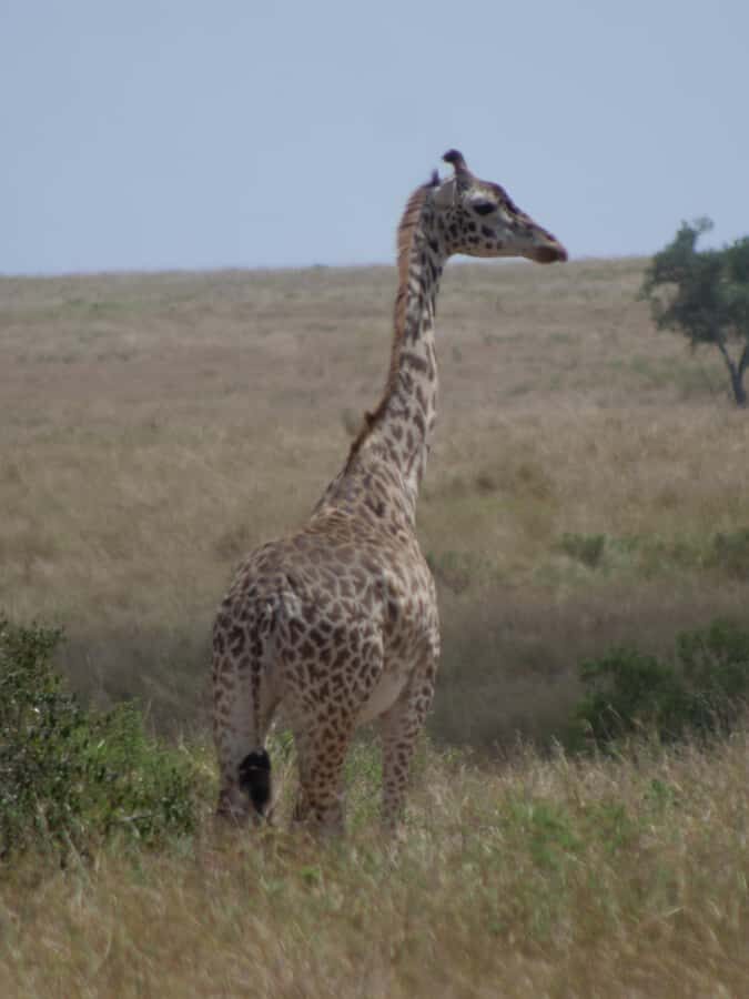2 Days 1 Night Amboseli Safari - Photo tips that fit this exact itinerary