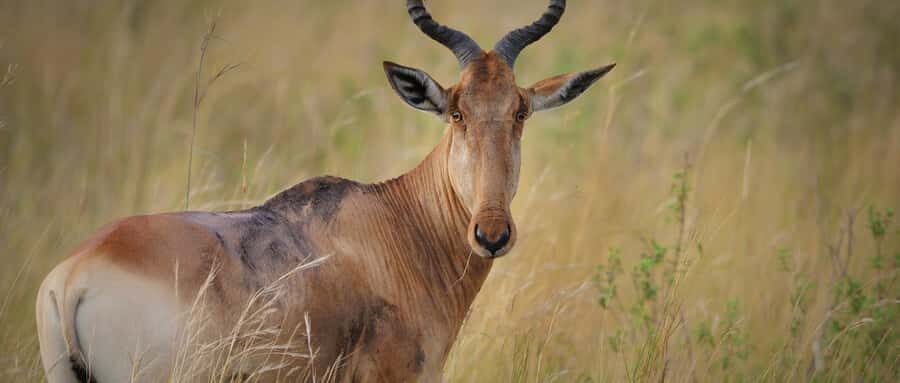 2 Days 1 Night Amboseli Safari - Logistics to watch: van comfort, timing, and split-day issues
