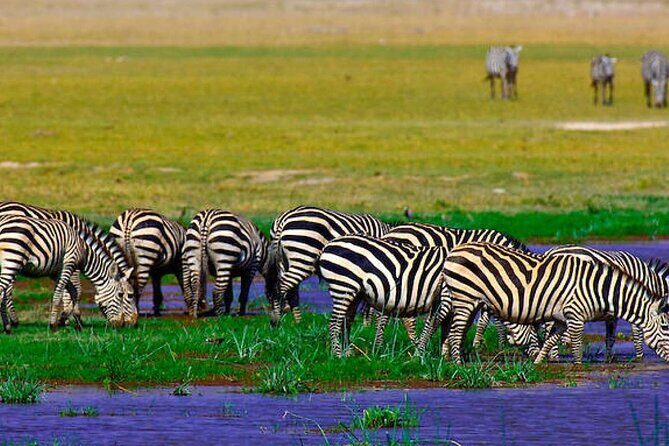 2 Days 1 Night Private Tour to Amboseli National park 4<em>4 Vehicle – Key points to know before you go’ /></p>
<ul>
<li><strong>Start at 7:00 am</strong> from Nairobi (hotel or airport pickup) to maximize game-viewing time.</li>
<li><strong>Kilimanjaro photo opportunities</strong> on the drive and during park time, depending on weather and visibility.</li>
<li><strong>Two safari sessions on Day 1</strong> (short game drive on arrival, then later afternoon drives).</li>
<li><strong>Early morning predator and grazer search on Day 2</strong>, when animals are often most active.</li>
<li><strong>Meals plus park fees included</strong>, so you avoid lots of little safari add-ons.</li>
<li><strong>Masai Village is optional</strong> and costs extra (20 USD), plus a <strong>free t-shirt</strong> is offered before departure.</li>
</ul>
<h2 id="why-amboselis-elephant-herds-are-such-a-big-deal">Why Amboseli’s Elephant Herds Are Such a Big Deal</h2>
<p>4 Vehicle – Why Amboseli’s Elephant Herds Are Such a Big Deal’ /><br />
Amboseli National Park is famous because it gives you a rare one-two punch: big wildlife action and a world-class view of Mount Kilimanjaro in the background. This park is known for <strong>hundreds of elephants</strong> roaming in close groups, and the scenery makes even a simple sighting feel cinematic.</p>
<p><p>I like that the experience isn’t only about elephants. You also have good odds at seeing wildebeest and zebras, and there’s a reasonable chance of predators like lions, cheetahs, and hyenas. And if you’re lucky, the park can deliver the dramatic moments safari people live for, including a rare kill.</p>
</p>
<p><p>Another reason it works so well for short trips: Amboseli is a land of many habitats. You’ll hear about dried Lake Amboseli beds, wetlands fed by sulfur springs, savannah, and woodlands—these habitat changes help explain why animal activity varies through the day.</p>
</p>
<div style="margin: 20px 0; padding: 15px 0;"><p>You can also read our reviews of more private tours in Nairobi</p><ul style="margin: 10px 0; padding: 0; list-style: none;"><li style="margin: 0 0 10px 0; padding: 0 0 10px 0; border-bottom: 1px solid #eee; display: flex; align-items: flex-start; gap: 12px; line-height: 1.4;"><a href="https://exploringkenya.com/hells-gate-national-park-private-bike-tour-from-nairobi/" aria-hidden="true" tabindex="-1"><img decoding="async" style="width: 80px; height: 60px; object-fit: cover; border-radius: 4px; flex-shrink: 0;" src="https://exploringkenya.com/wp-content/uploads/2026/05/hells-gate-national-park-private-bike-tour-from-nairobi-150x150.jpg" alt="" loading="lazy"></a><div><a href="https://exploringkenya.com/hells-gate-national-park-private-bike-tour-from-nairobi/">Hell’s Gate National Park Private Bike Tour from Nairobi</a><br><span style="font-size: 0.82em; color: #555; margin-top: 2px;"><span style="color: #f5a623;">★</span> 5.0 &middot; 192 reviews</span></div></li><li style="margin: 0 0 10px 0; padding: 0 0 10px 0; border-bottom: 1px solid #eee; display: flex; align-items: flex-start; gap: 12px; line-height: 1.4;"><a href="https://exploringkenya.com/3-days-masai-mara-on-private-4x4-land-cruiser/" aria-hidden="true" tabindex="-1"><img decoding="async" style="width: 80px; height: 60px; object-fit: cover; border-radius: 4px; flex-shrink: 0;" src="https://exploringkenya.com/wp-content/uploads/2026/05/3-days-masai-mara-on-private-4x4-land-cruiser-150x150.jpg" alt="" loading="lazy"></a><div><a href="https://exploringkenya.com/3-days-masai-mara-on-private-4x4-land-cruiser/">3 days Masai Mara on Private 4×4 Land Cruiser</a><br><span style="font-size: 0.82em; color: #555; margin-top: 2px;"><span style="color: #f5a623;">★</span> 5.0 &middot; 130 reviews</span></div></li><li style="margin: 0; padding: 0; border-bottom: none; display: flex; align-items: flex-start; gap: 12px; line-height: 1.4;"><a href="https://exploringkenya.com/safe-and-private-airport-transfer-in-nairobi/" aria-hidden="true" tabindex="-1"><img decoding="async" style="width: 80px; height: 60px; object-fit: cover; border-radius: 4px; flex-shrink: 0;" src="https://exploringkenya.com/wp-content/uploads/2026/05/safe-and-private-airport-transfer-in-nairobi-150x150.jpg" alt="" loading="lazy"></a><div><a href="https://exploringkenya.com/safe-and-private-airport-transfer-in-nairobi/">Safe and Private Airport transfer in Nairobi</a><br><span style="font-size: 0.82em; color: #555; margin-top: 2px;"><span style="color: #f5a623;">★</span> 5.0 &middot; 76 reviews</span></div></li></ul></div><h2 id="getting-there-the-nairobi-700-am-start-and-4x4-ride">Getting There: The Nairobi 7:00 am Start and 4×4 Ride</h2>
<p><img src=