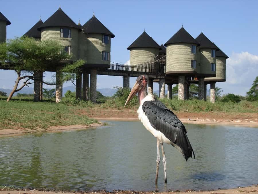 2 days 1 night saltlick safari from Diani/Mombasa - Evening game drive: when the sanctuary turns dramatic