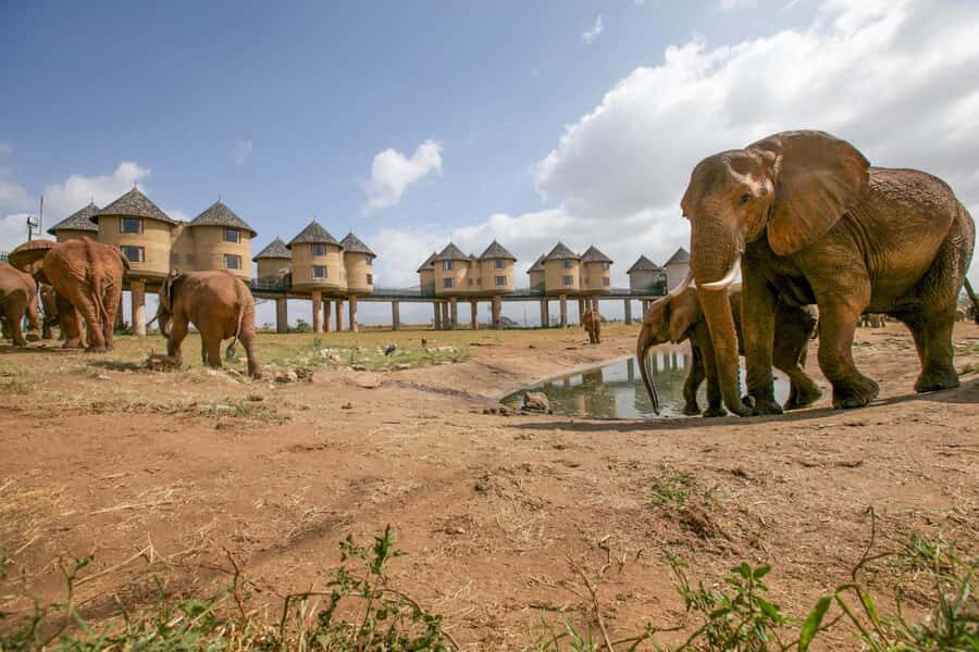 2 days 1 night saltlick safari from Diani/Mombasa - Day 2 sunrise drive: the best chance to catch movement early