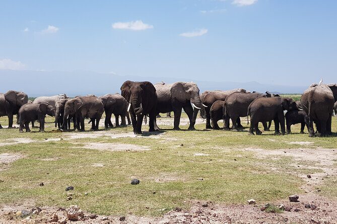 2 Days Amboseli Park Overnight Private Safari - The Big Reason Amboseli Feels Different From Other Safaris