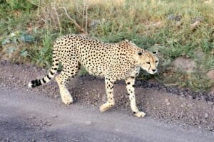 2 Days Amboseli Park Overnight Private Safari - Day 1 Evening at the Lodge: Comfort That Lets You Focus on Wildlife