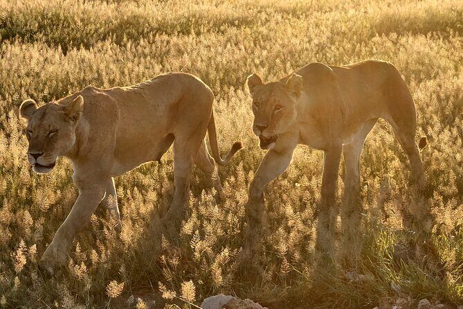 2 Days Amboseli Park Overnight Private Safari - Amboseli’s Five Habitats and the Elephant-and-Sky Angle