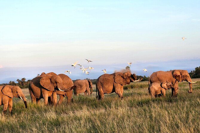 2 Days Amboseli Park Overnight Private Safari - Price and Value: Is $475 Per Person Fair for This Setup?