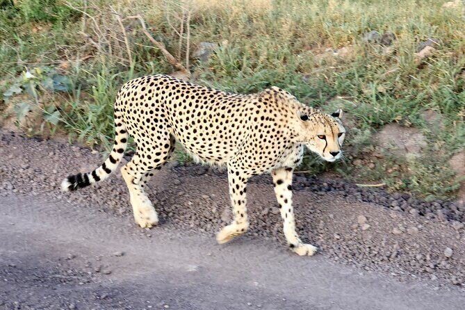 2 Days Amboseli Park Overnight Private Safari - Day 1 Evening at the Lodge: Comfort That Lets You Focus on Wildlife