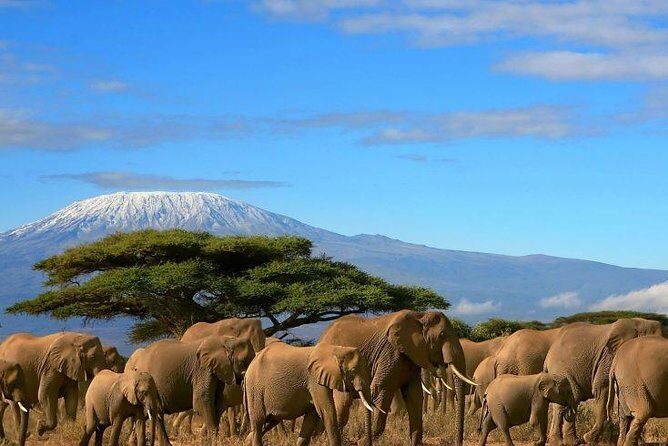 2 Days Amboseli Private Safari - Key highlights you’ll actually care about