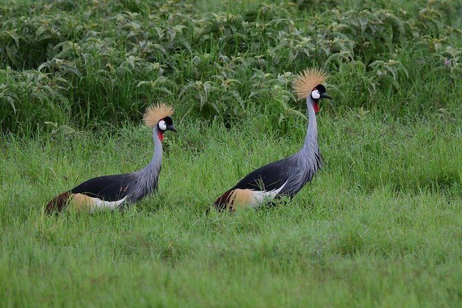 2 Days Amboseli Private Safari - Amboseli’s five habitats: why this park keeps changing the “game”