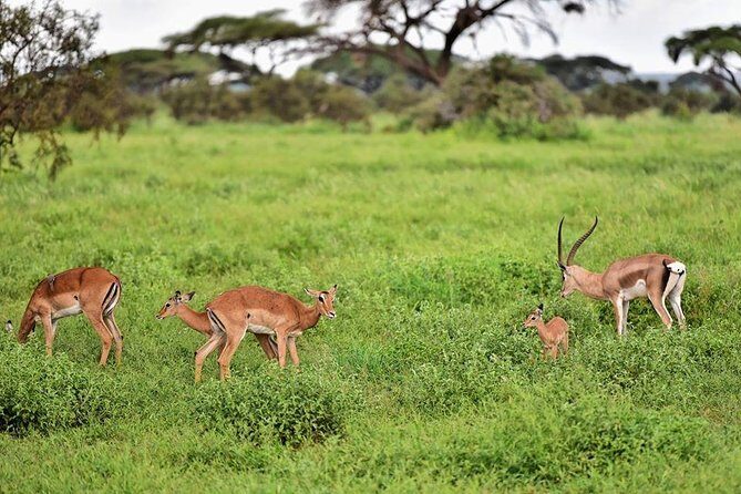 2 Days Amboseli Private Safari - Maasai culture: the optional village visit